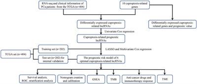 A cuproptosis-related LncRNA signature: Integrated analysis associated with biochemical recurrence and immune landscape in prostate cancer